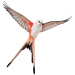 Wingspan Bird